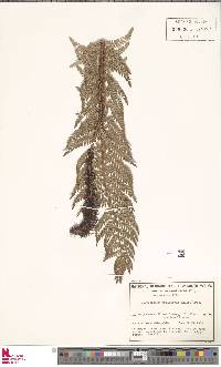 Polystichum proliferum image