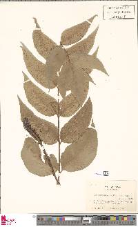 Cyrtomium macrophyllum image