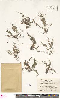 Polystichum craspedosorum image