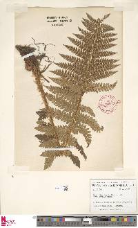 Polystichum braunii image