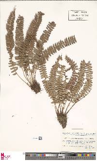 Polystichum deltodon image
