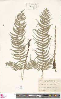 Polystichum tripteron image