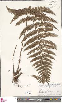 Polystichum attenuatum image