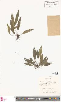 Elaphoglossum setosum image