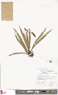 Elaphoglossum eximium image