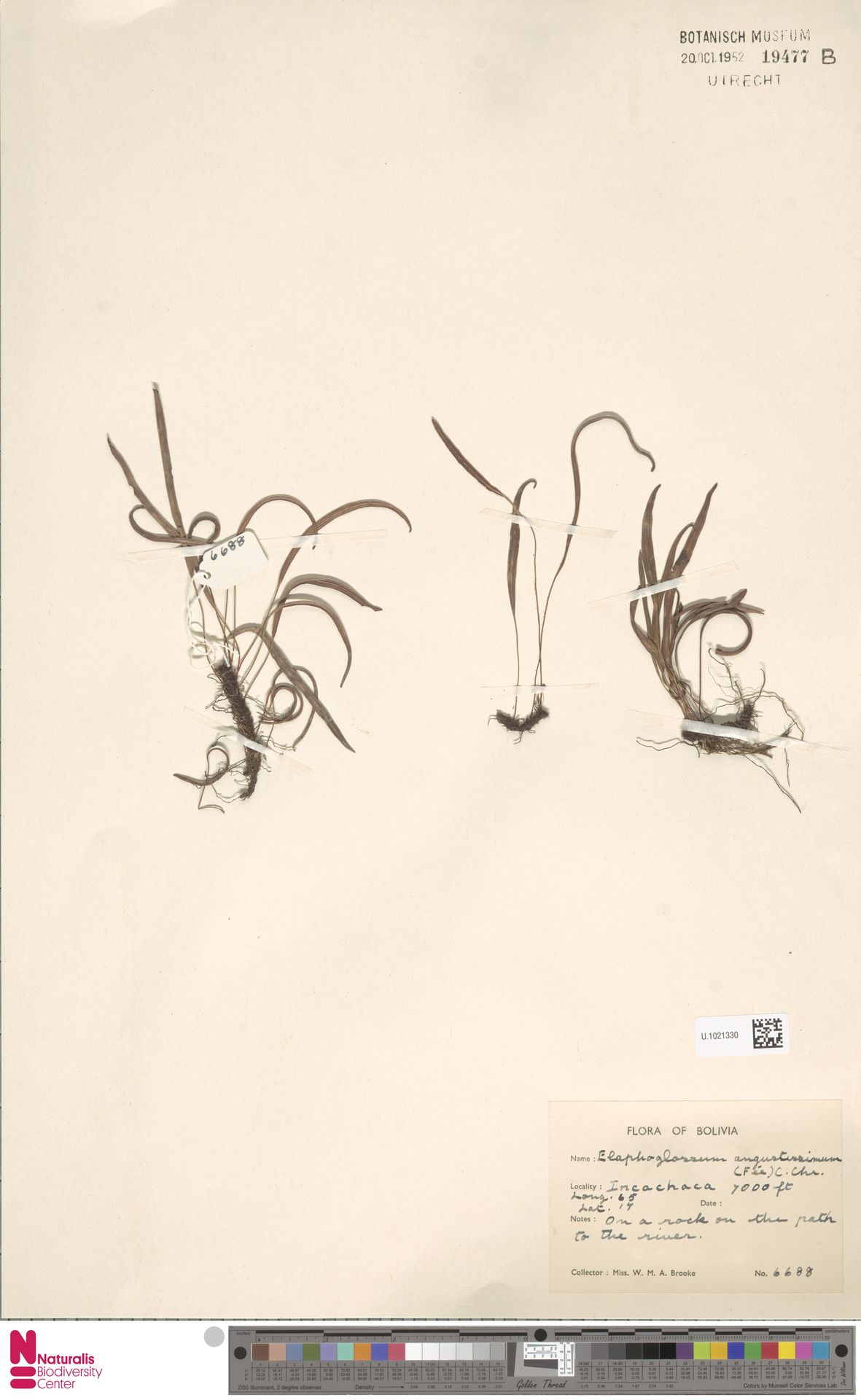 Elaphoglossum angustissimum image