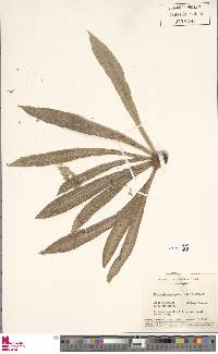 Elaphoglossum apodum image