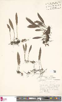 Elaphoglossum revolutum image