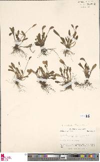 Elaphoglossum spatulatum image