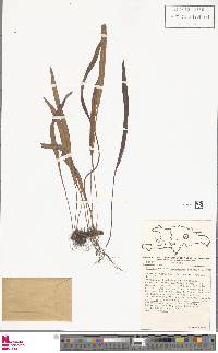 Elaphoglossum gramineum image