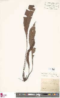 Elaphoglossum castaneum image