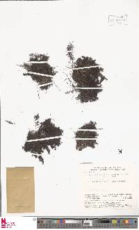 Cyathea hymenophylloides image
