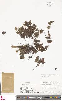 Trichomanes vandenboschii image