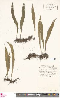 Loxogramme abyssinica image