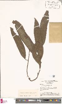 Microgramma lindbergii image