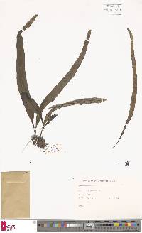 Lepisorus affinis image