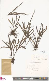 Pleopeltis christensenii image