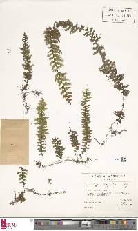 Hymenophyllum lobatoalatum image