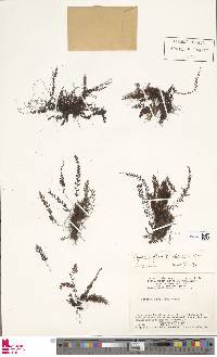 Hymenophyllum fendlerianum image
