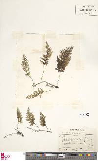 Hymenophyllum javanicum image