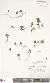 Hymenophyllum rufescens image