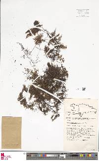 Hymenophyllum fucoïdes image