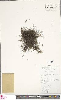 Hymenophyllum rarum image