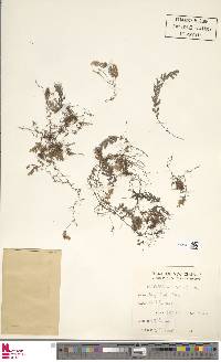 Hymenophyllum malingii image