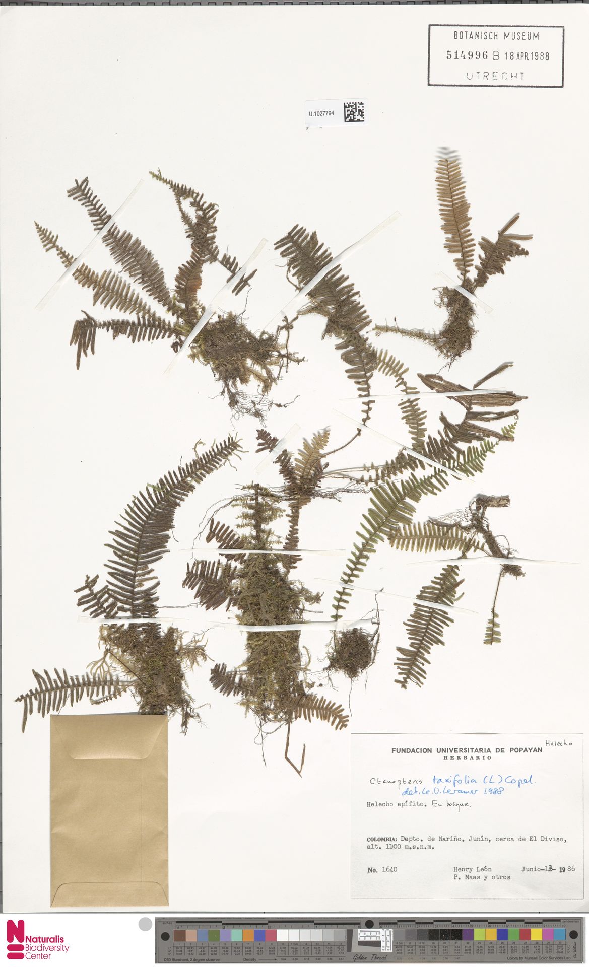 Mycopteris taxifolia image