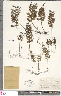Hymenophyllum badium image