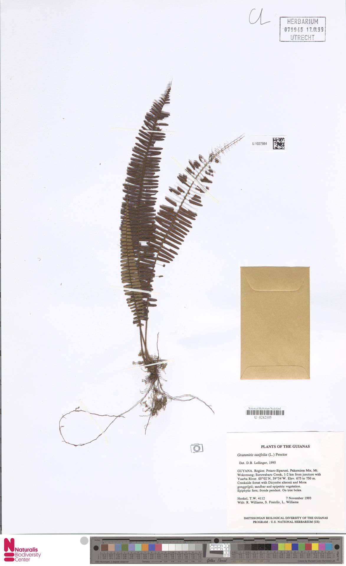 Mycopteris taxifolia image