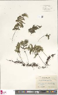 Hymenophyllum badium image