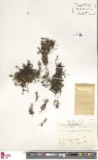 Hymenophyllum lineare image