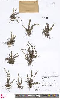 Cochlidium furcatum image