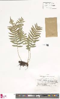 Polypodium interjectum image