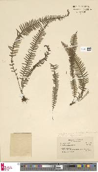 Lellingeria apiculata image