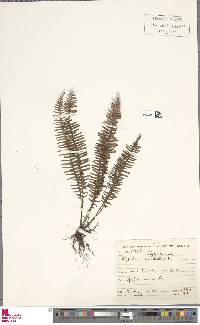 Lellingeria apiculata image