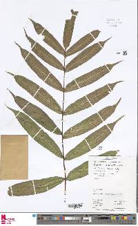 Serpocaulon richardii image