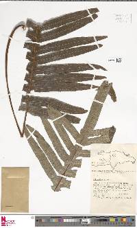 Phlebodium aureum image