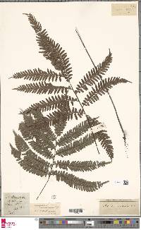 Adiantum terminatum image