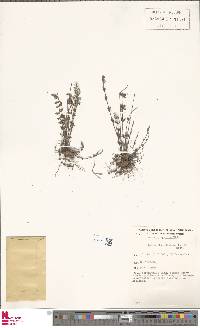 Cheilanthes distans image