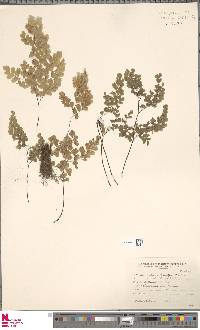 Adiantum lorentzii image