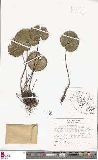 Adiantum reniforme image