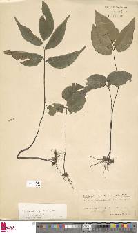 Adiantum wilsonii image