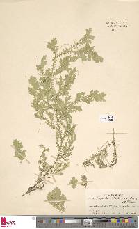 Selaginella sulcata image