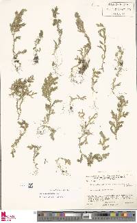 Selaginella substipitata image