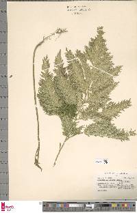 Selaginella anceps image