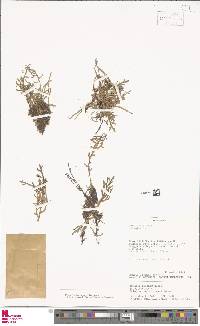 Selaginella vernicosa image