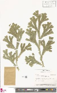 Selaginella sericea image