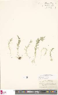 Selaginella porphyrospora image
